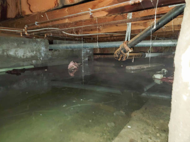 Best Ceiling water damage repair  in Oak Grove, MO
